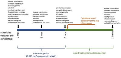 Case report: Severe asymptomatic hypertriglyceridemia associated with long-term low-dose rapamycin administration in a healthy middle-aged Labrador retriever